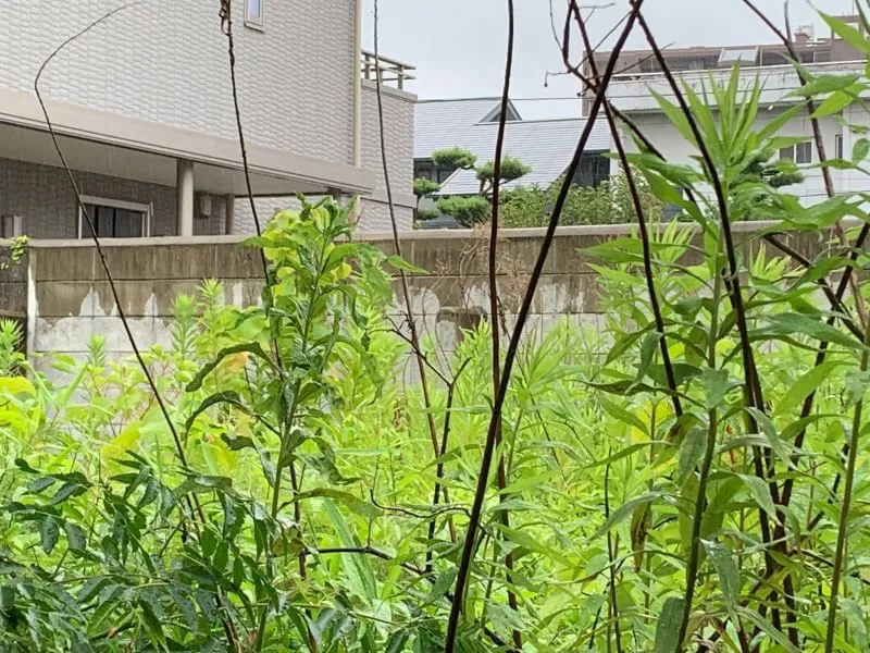 愛知県 I様へのヤギレンタル