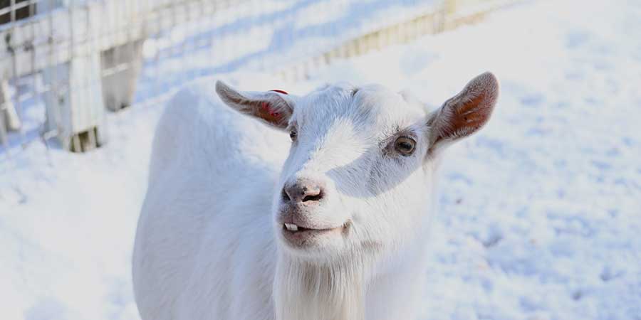 冬のヤギ飼育・寒さ対策