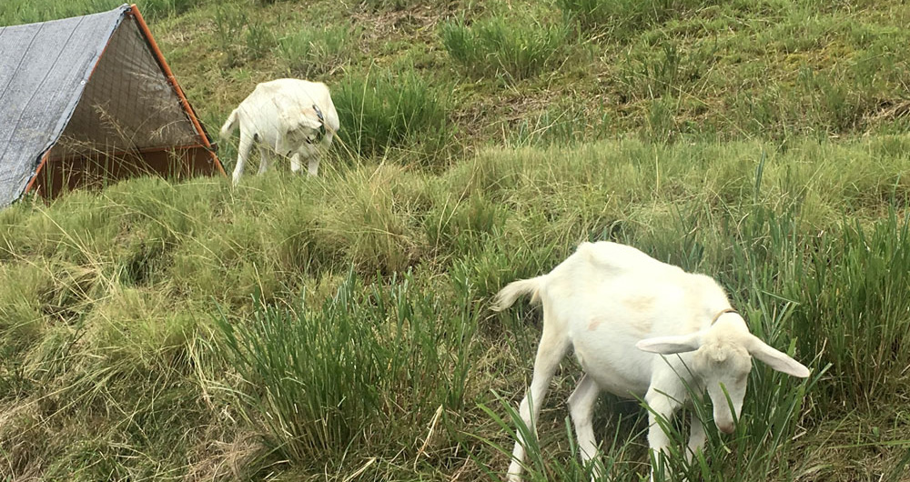 草刈り機による除草作業のコスト