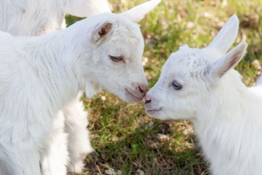 手間がかからないヤギの飼育