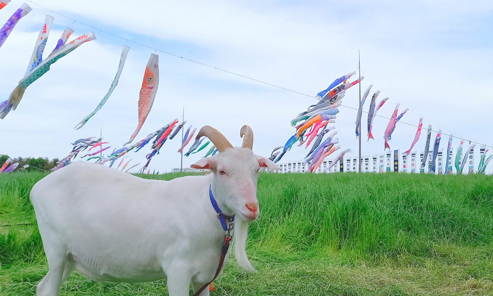 ヤギ除草の成功事例