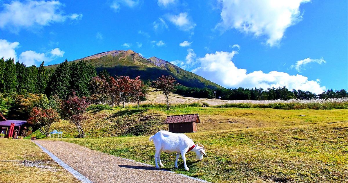 紅葉と山を背景に、秋の草地で草を食べる白いヤギ