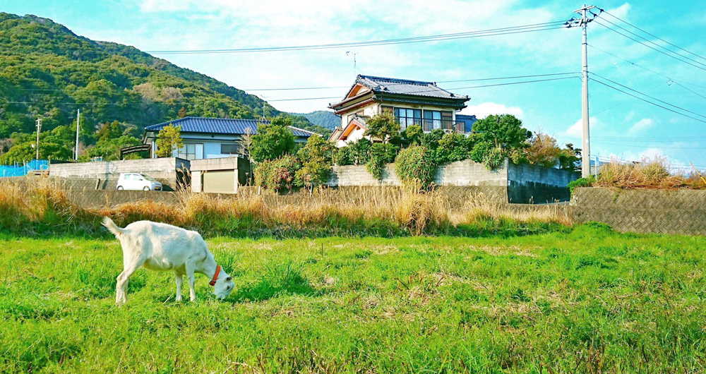 持続可能なヤギ除草と土地管理