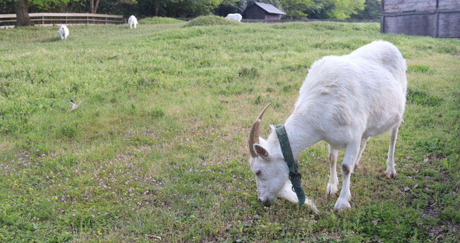 愛知県 M社 様へのヤギレンタル