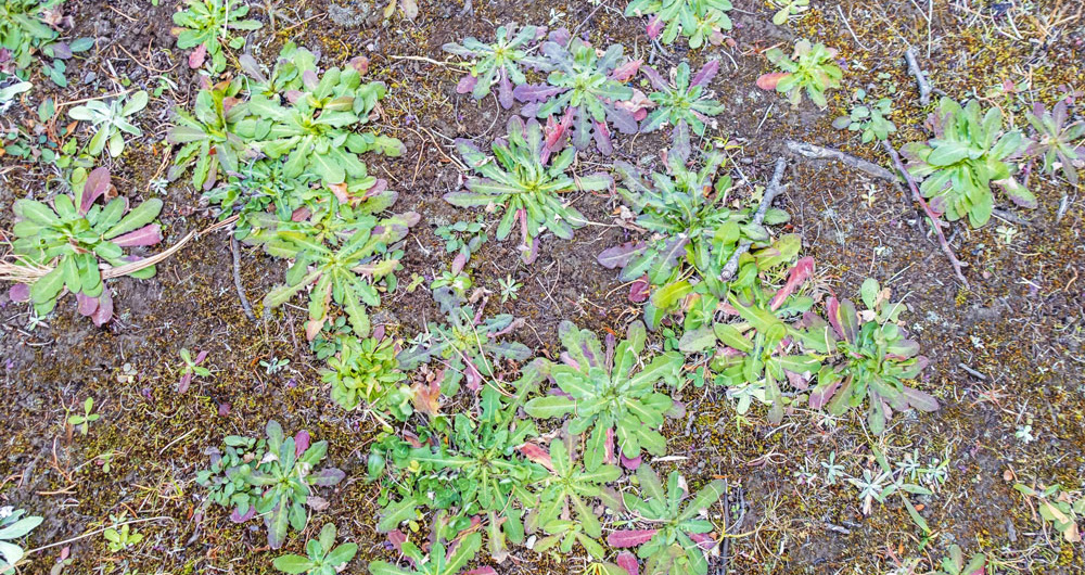 ロゼット雑草・越冬する雑草の先制除草
