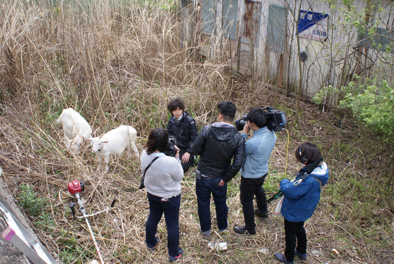 なるみ・岡村の過ぎるTV ヤギ除草の様子3
