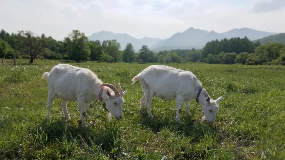 広い草地で草を食べる白いヤギ