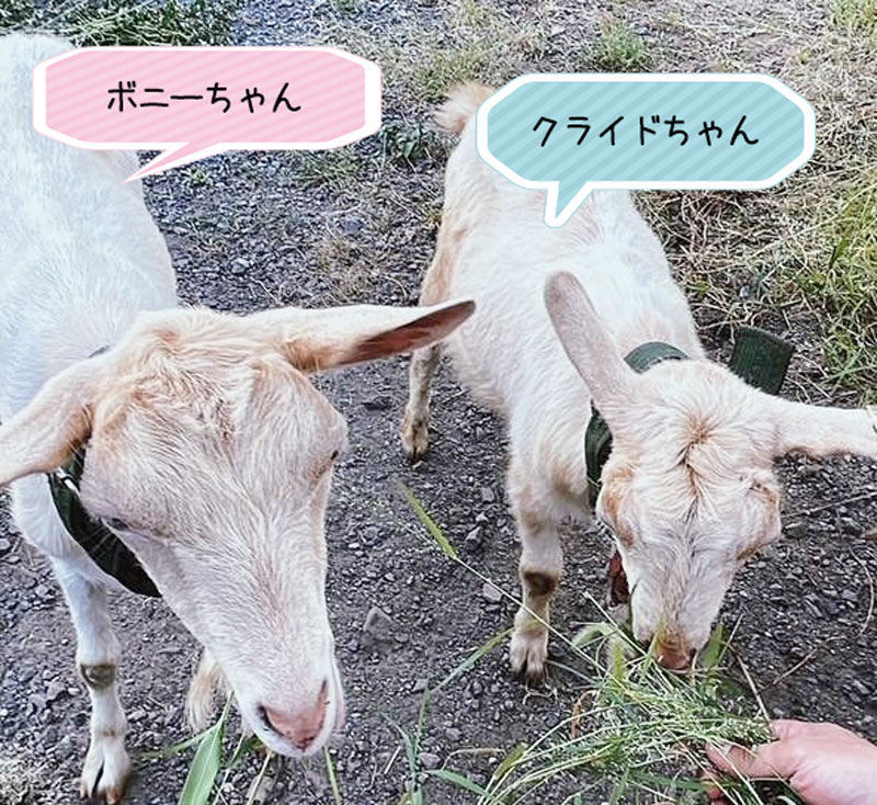 ボニーちゃんとクライドちゃん