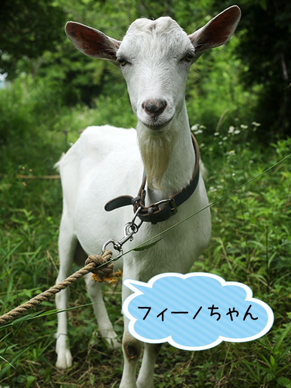 ヤギ紹介｜ヤギレンタル
