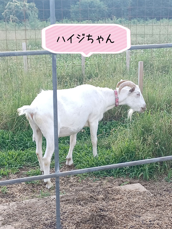 ハイジちゃん