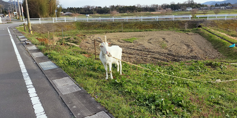 ヤギ除草の概要