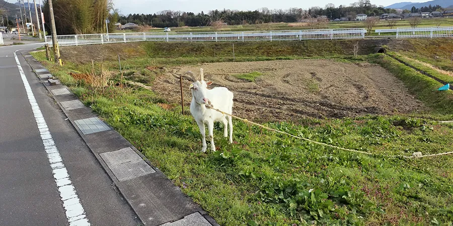 ヤギ除草の概要
