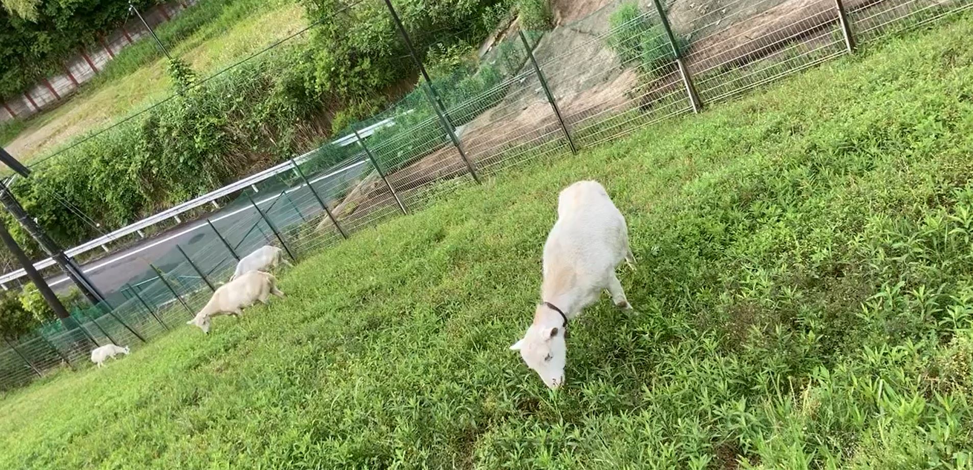 ヤギレンタルが職場と地域を変える
