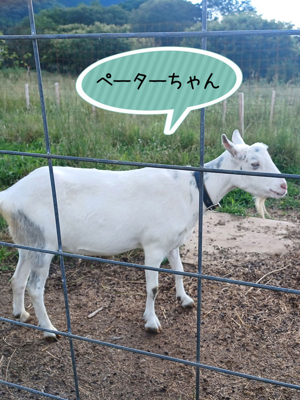 ペーターちゃん