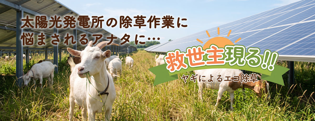 太陽光発電所の除草作業に悩まされるアナタに…救世主現る!! ヤギによるエコ除草