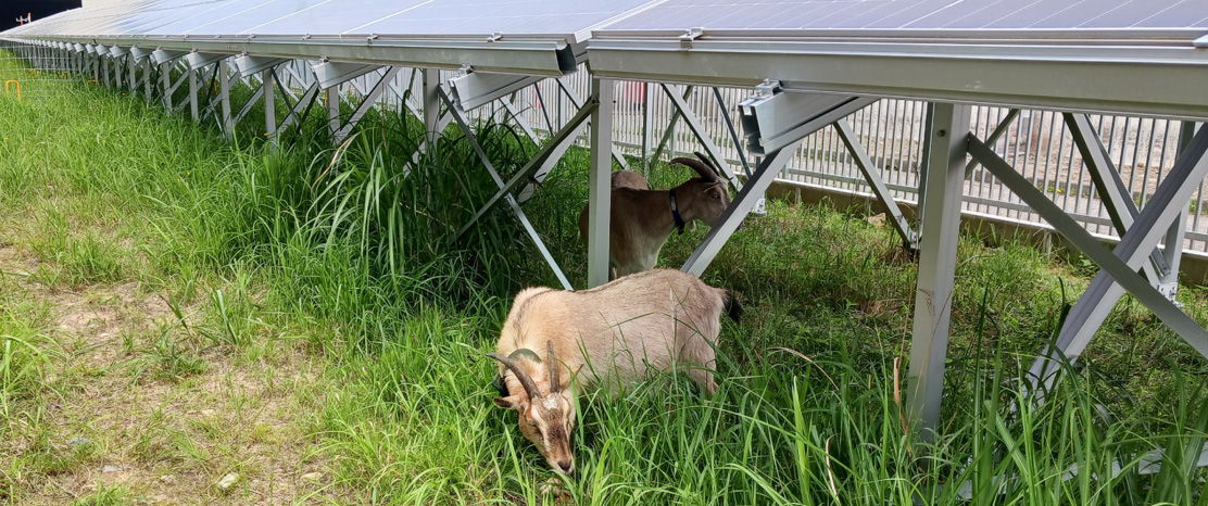 ヤギ除草と太陽光発電