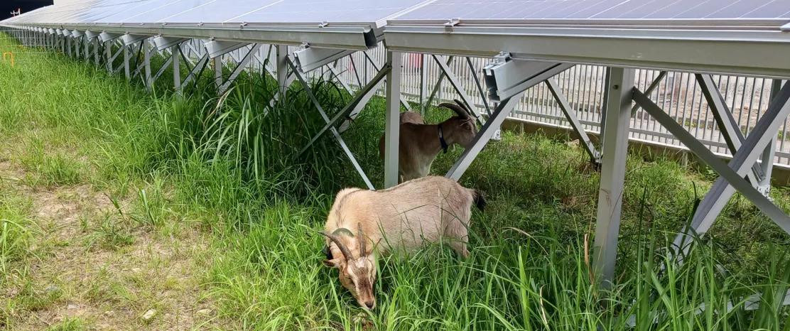 ヤギ除草と太陽光発電