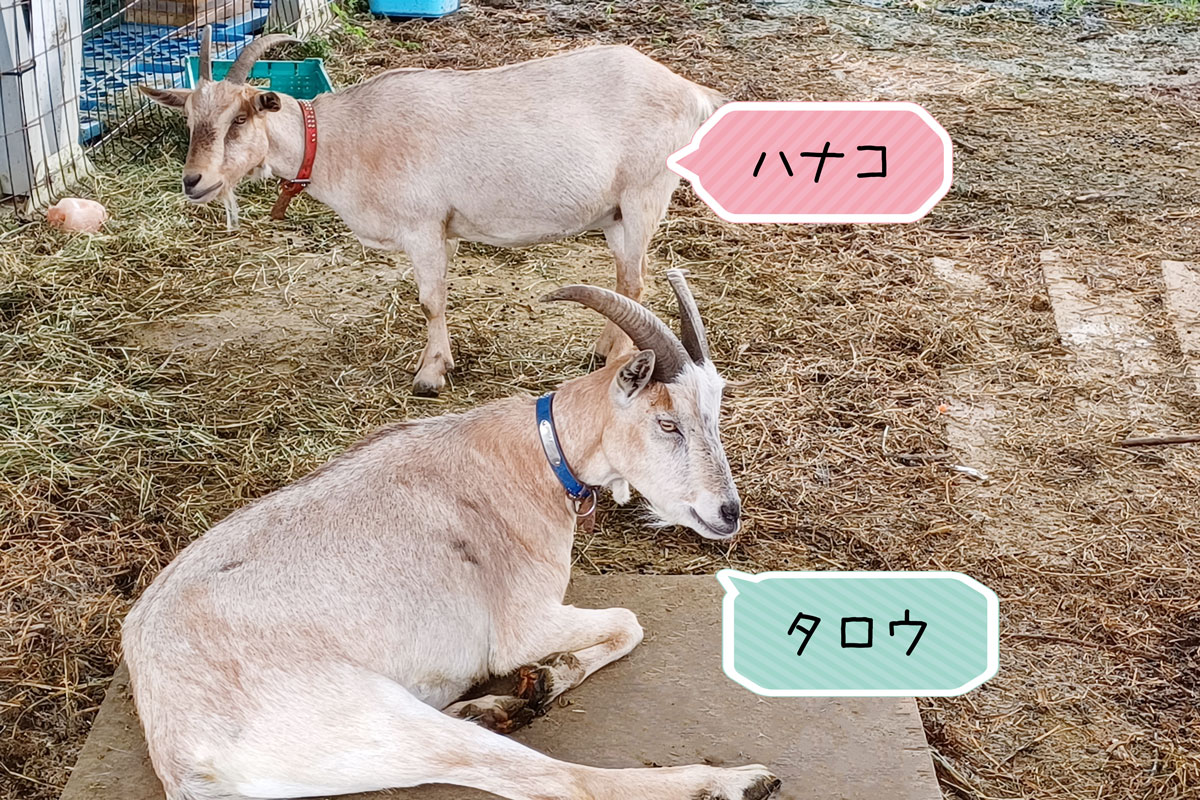 タロウとハナコ