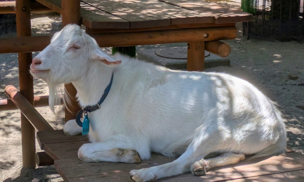 夏のヤギ飼育・夏バテ対策