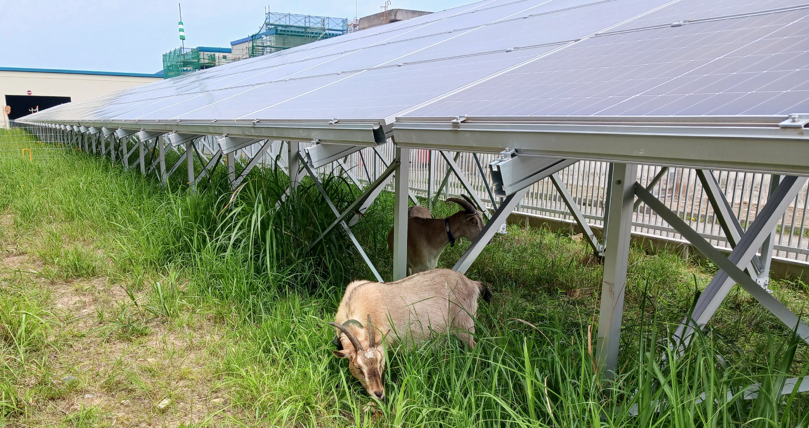 ヤギ除草が注目される理由