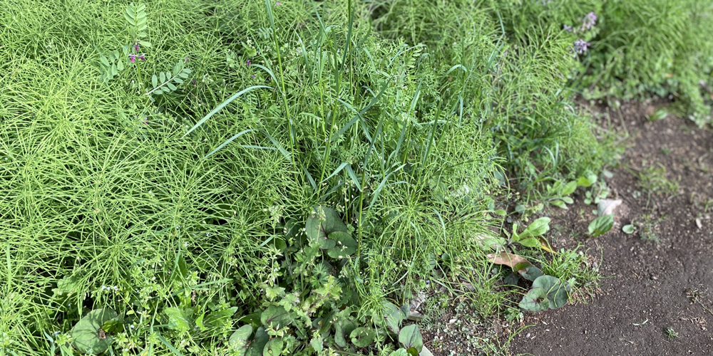 梅雨明けの青空と勢いよく茂る夏の草地