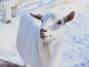 冬でも元気！ヤギたちの寒さ知らずな生活術