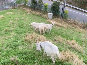 企業が実践するヤギ除草：エコ活動と地域社会とのつながり