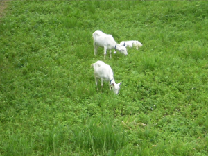 企業が実践するヤギ除草：エコ活動と地域社会とのつながり