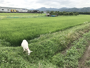 令和7年度「病害虫・雑草の防除対策の高度化事業」におけるヤギ除草の活用