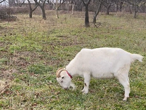 早春のヤギ除草レンタルが注目される理由！持続可能な草刈りで環境に優しい除草