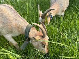 「2025年版」ヤギ除草で実現する太陽光発電のコスト削減と環境保全