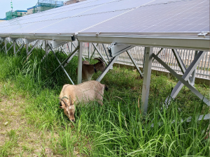 「2025年版」ヤギ除草で実現する太陽光発電のコスト削減と環境保全