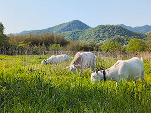 雑草シーズン到来！5月・6月の除草はヤギにおまかせ！