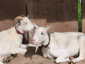 ヤギ除草サービス 活用のおすすめ（2025年夏）