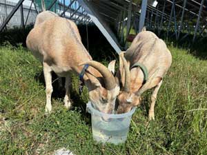 ヤギだって夏バテする！？元気に乗り切る飼い方のコツ