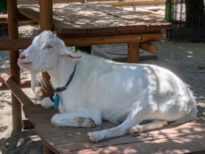 ヤギだって夏バテする！？元気に乗り切る飼い方のコツ