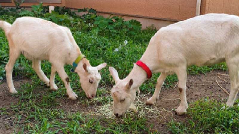 埼玉県 アートライフ あおぞら南永井様