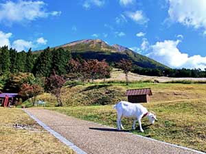 秋のヤギ飼育ガイド｜食欲と健康管理
