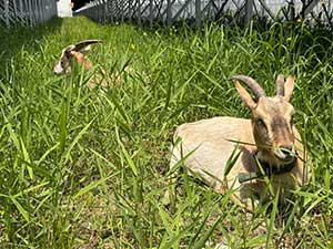 ヤギ除草は本当に失敗なのか？｜環境に優しい除草法の可能性と課題を徹底解説