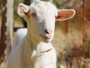 晩秋のヤギ除草で来春が変わる ― 草管理と健康維持のコツ ―