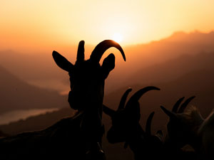 コラム：草を食べながら見つけた7つの教訓  ― ヤギ除草が教えてくれる、土地管理とビジネスの本質 ―