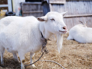 2月にヤギを放つ戦略的メリット―春の雑草爆発を防ぐ「予防除草」のすべて―